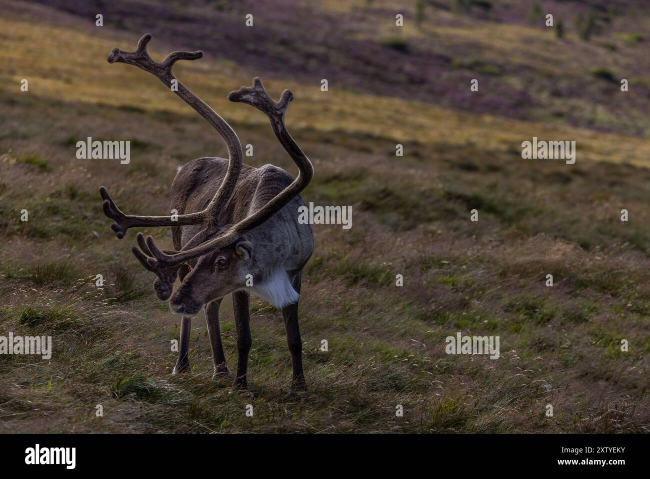 L'unica mandria di renne libera della Gran Bretagna, vista nel Parco Nazionale di Cairngorms, in Scozia. Foto Stock