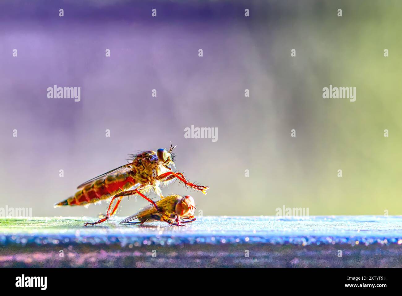 primo piano di una mosca rapinatrice e della sua vittima Foto Stock