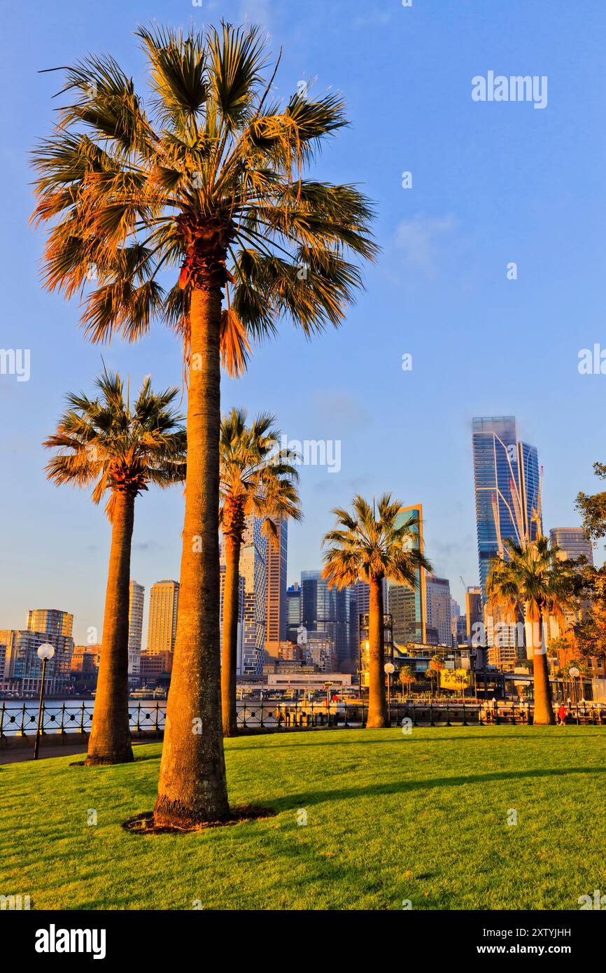 Parco verde della città con palme sulle rive del porto di Sydney presso le alte torri di servizio nel CBD della città all'alba. Foto Stock