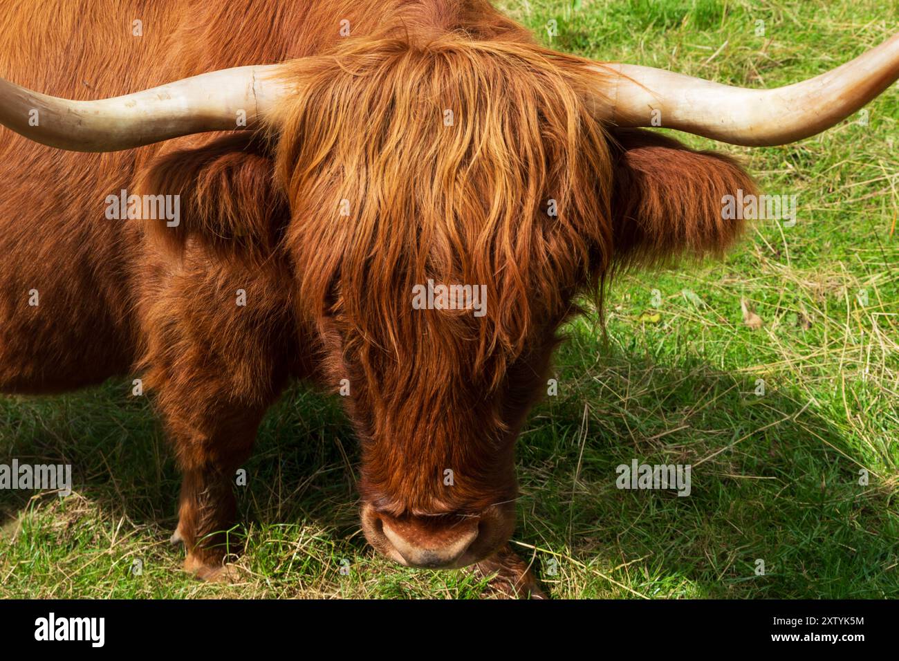Primi piani di una mucca delle Highland scozzesi in un giorno d'estate Foto Stock