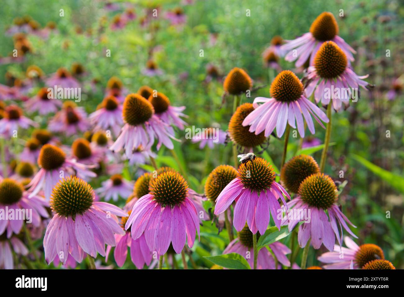 Coneflowers nel parco pubblico in estate Foto Stock