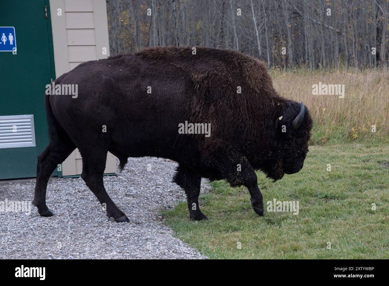 I bisonti delle pianure vagano lungo la strada principale e l'area di parcheggio nel parco nazionale di Elk Island in Alberta in Canada. Foto Stock