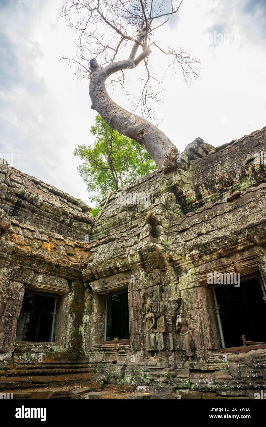 Enorme albero che raggiunge il cielo e cresce sul tempio Ta Prohm in Cambogia Foto Stock