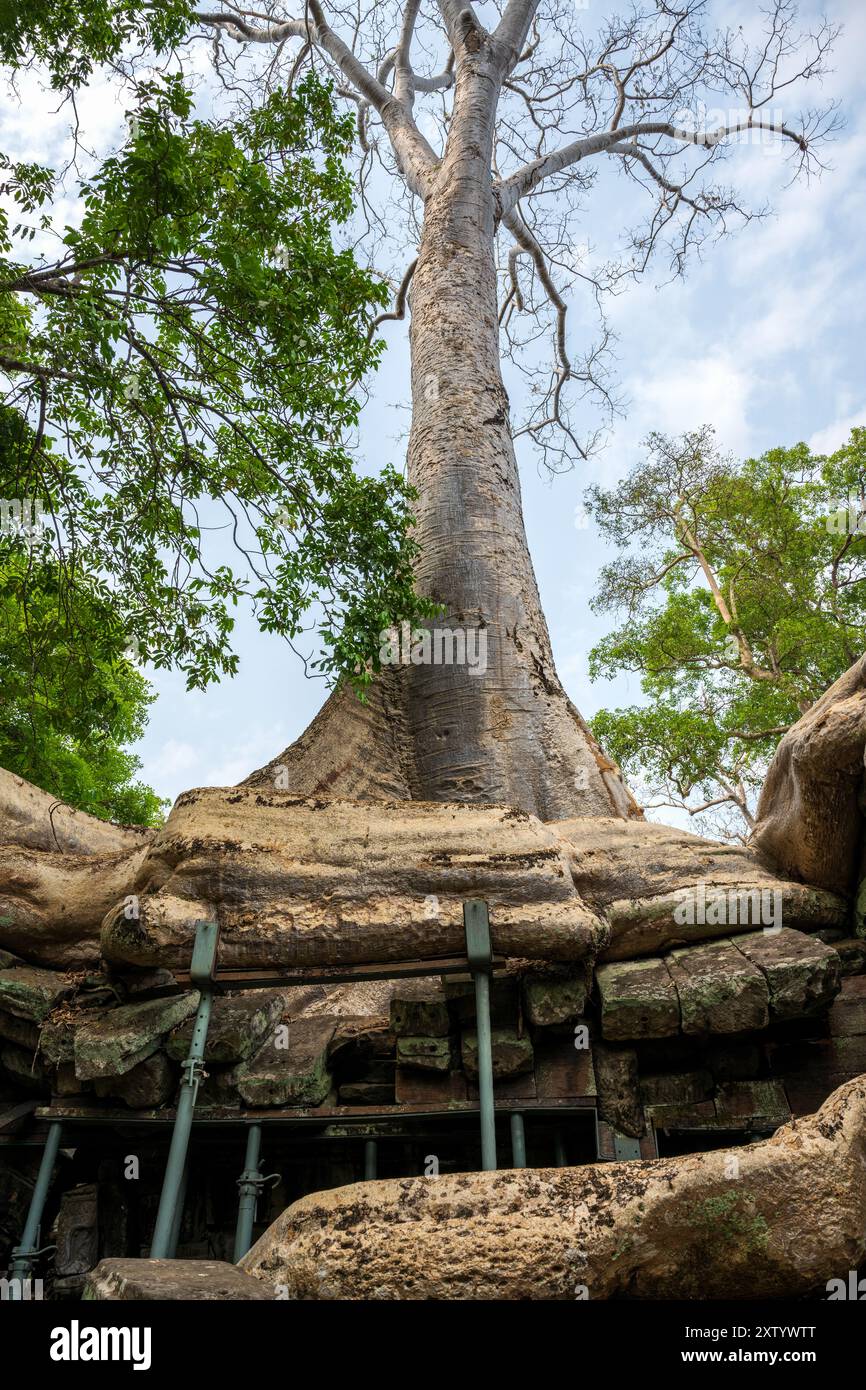 Enorme albero sopra il tempio cambogiano supportato da oggetti di scena, nel complesso del tempio Ta Prohm in Cambogia Foto Stock