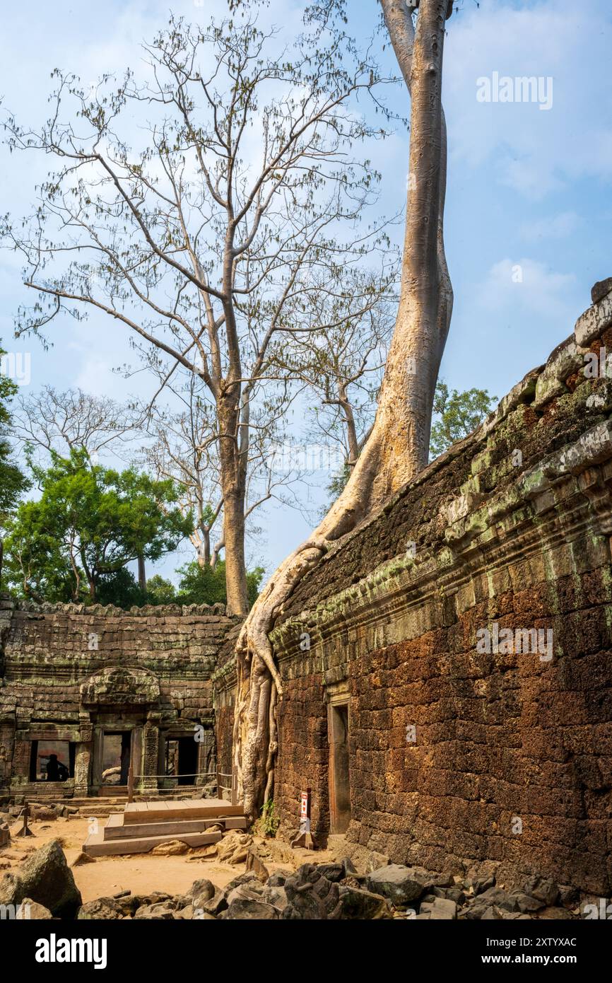 Sito patrimonio mondiale dell'UNESCO di Ta Prohm in Cambogia Foto Stock