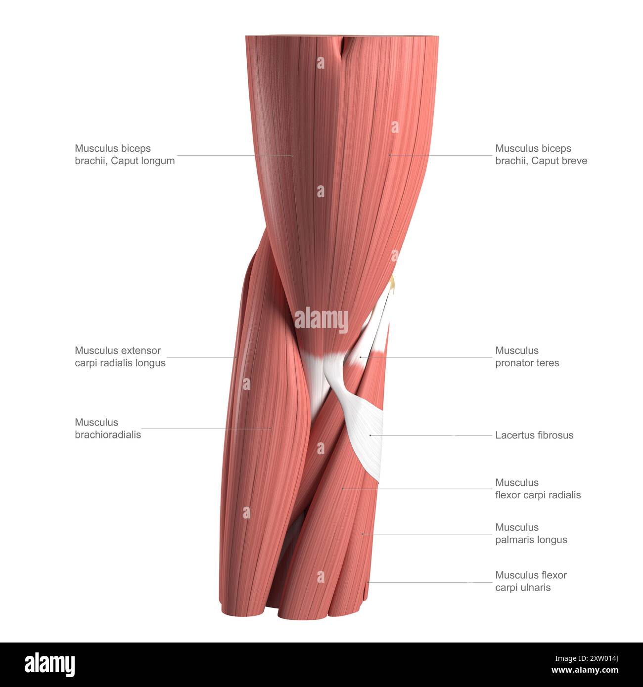 Illustrazione etichettata dell'anatomia del gomito umano vista dalla parte anteriore (vista anteriore). Foto Stock