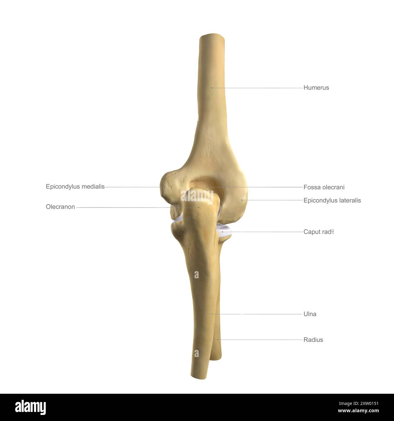 Illustrazione etichettata delle ossa del gomito umano viste da dietro (vista posteriore). Foto Stock