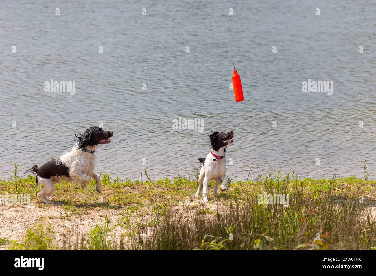 Due cani da caccia, apparentemente di tipo spaniel, si allenano insieme all'aperto. Foto Stock