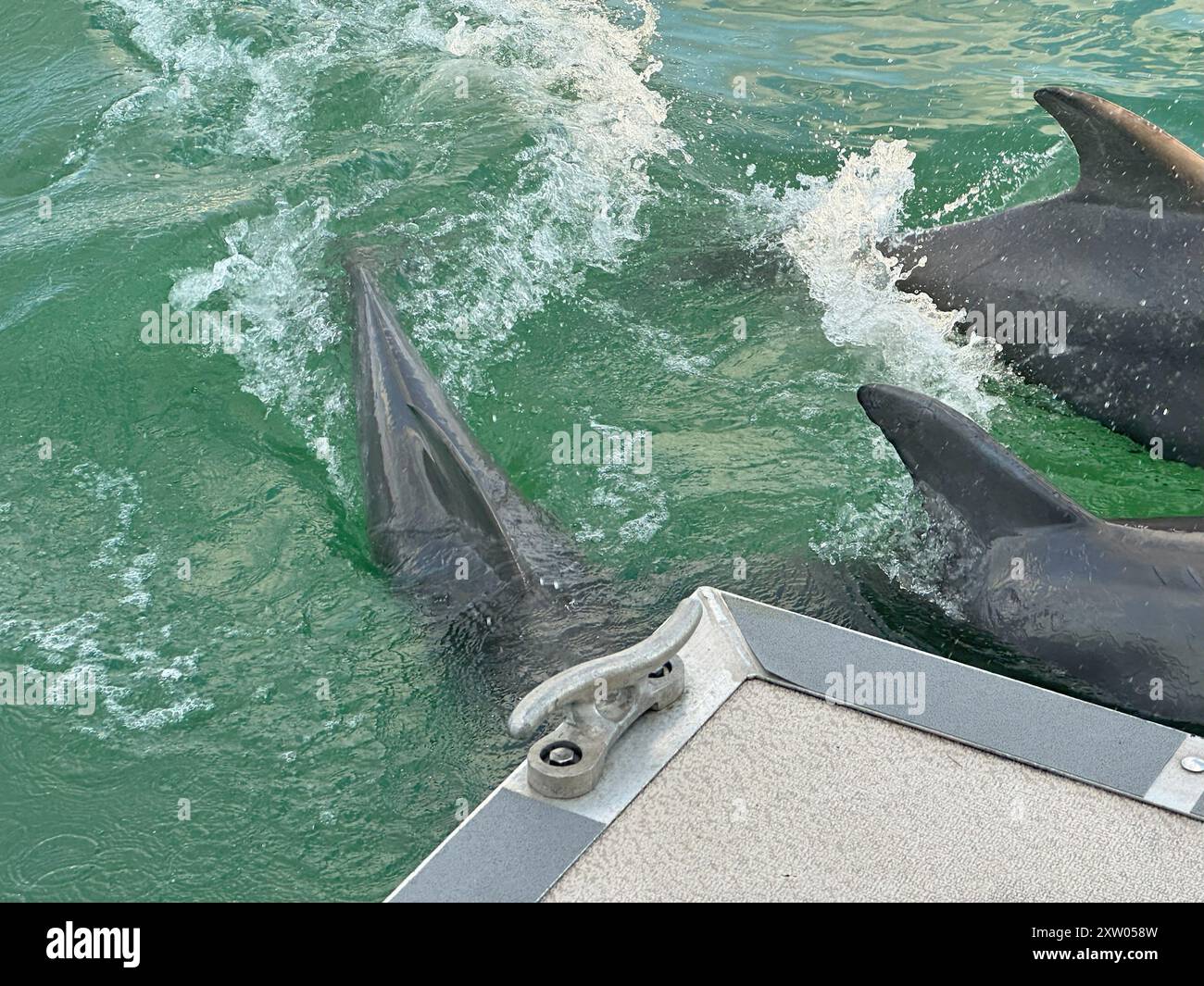 Tre delfini, con le loro pinne dorsali che affettano l'acqua, seguono le onde dietro la poppa di una barca nelle acque turchesi al largo di Longboat Key, Florida. Foto Stock