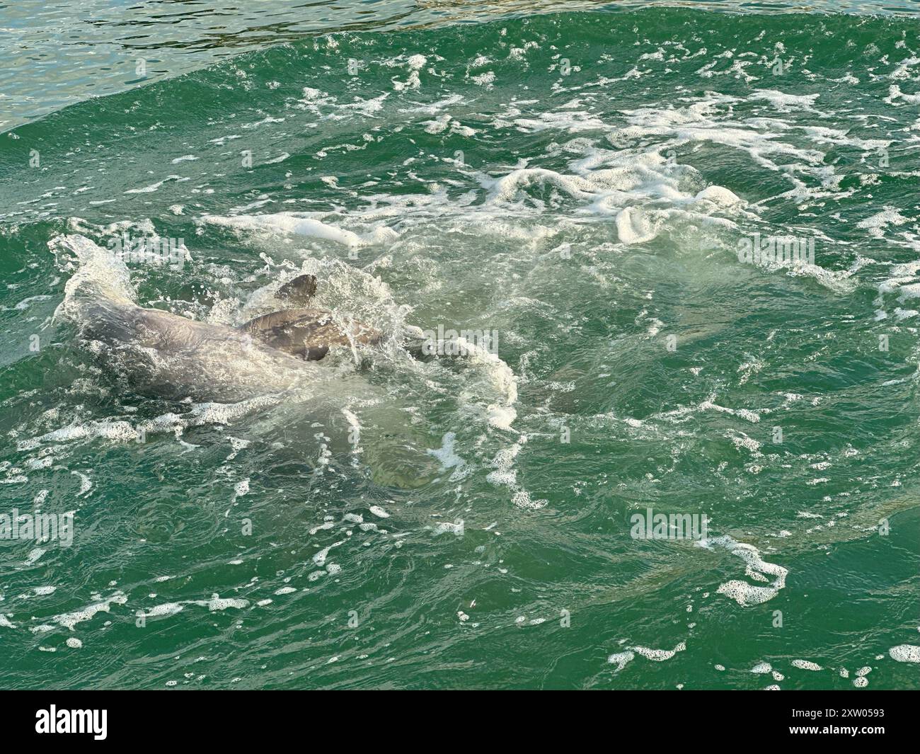 I delfini si tuffano, appena sotto le acque turchesi, mentre si accoppiano e giocano a Longboat Key. Foto Stock