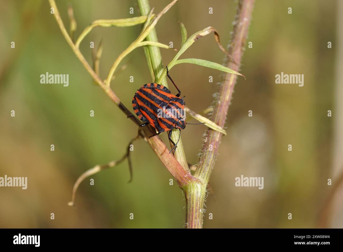 Cimice a strisce ravvicinate, Graphosoma italicum sul fusto di una carota selvatica, Daucus carota. Paesi Bassi, estate, agosto Foto Stock
