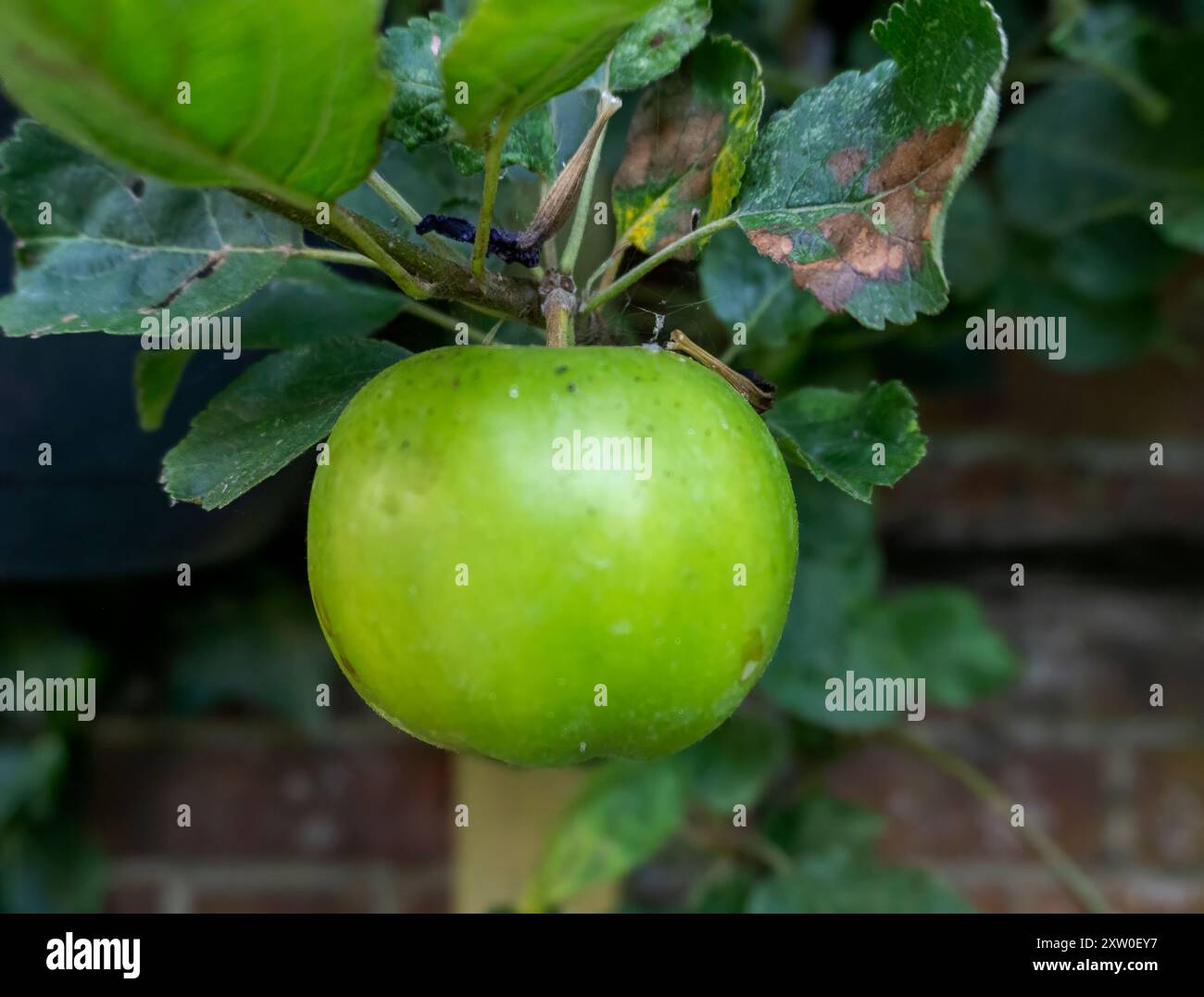 Una sola mela verde che cresce su un albero nel Suffolk, Regno Unito Foto Stock