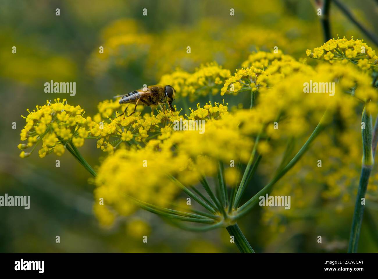 Famiglia Hoverfly Syrphidae che impollina un fiore di finocchio Foeniculum vulgare foto ravvicinate della natura. Foto Stock