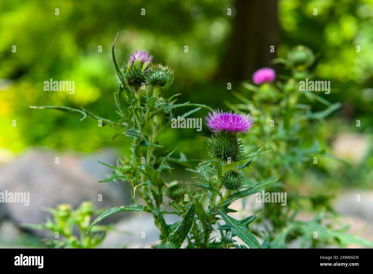 Primo piano di un cardo fiorito con vivaci fiori viola su sfondo verde sfocato. Foto Stock