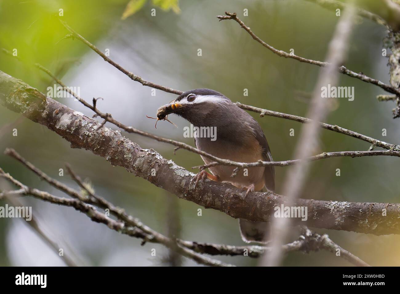 Sibia dall'orecchio bianco uccello endemico Taiwan con un'ape nel becco Foto Stock