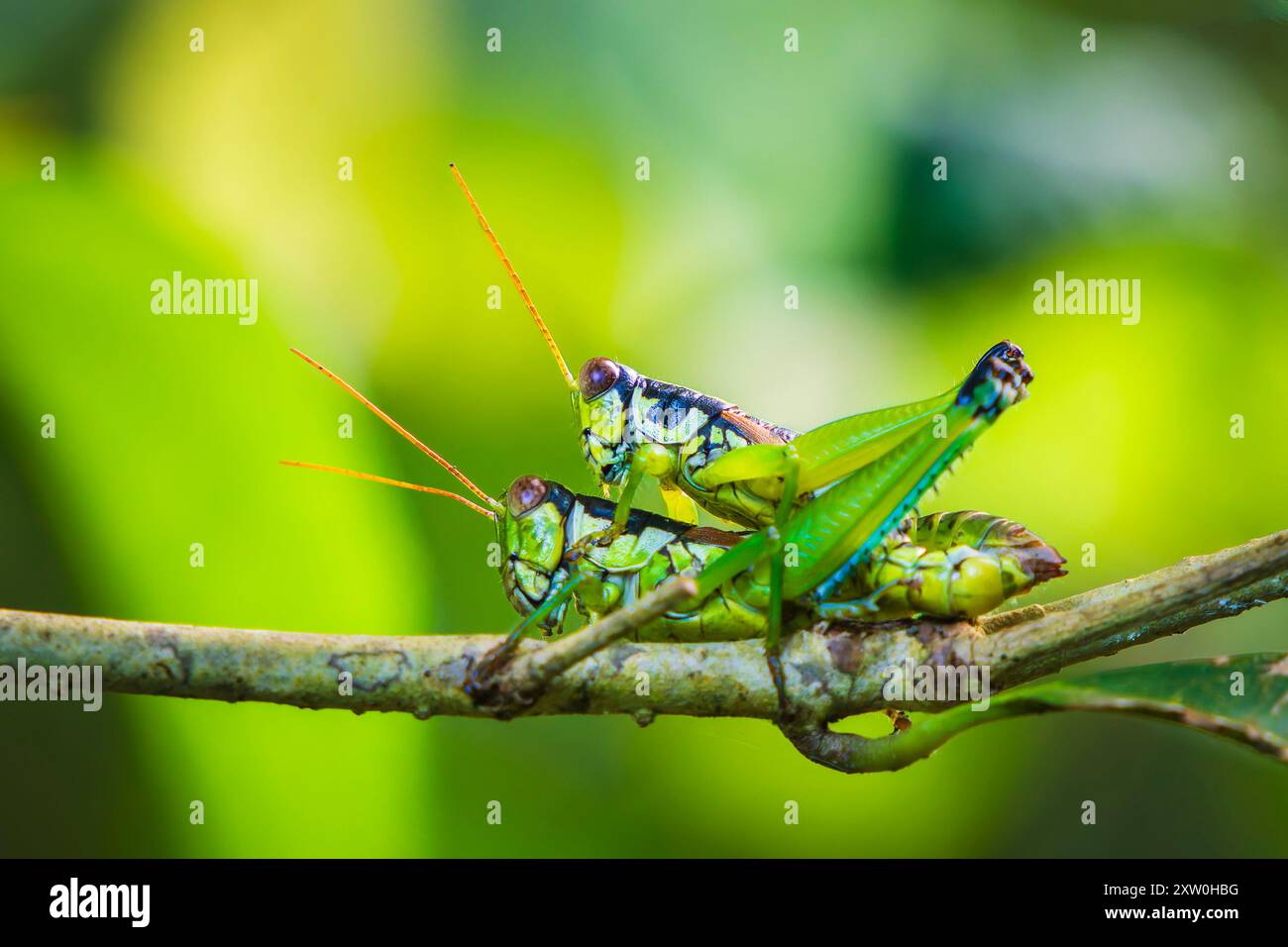 Coppia Grasshopper accoppiamento primo piano, nella foresta di Taiwan Foto Stock