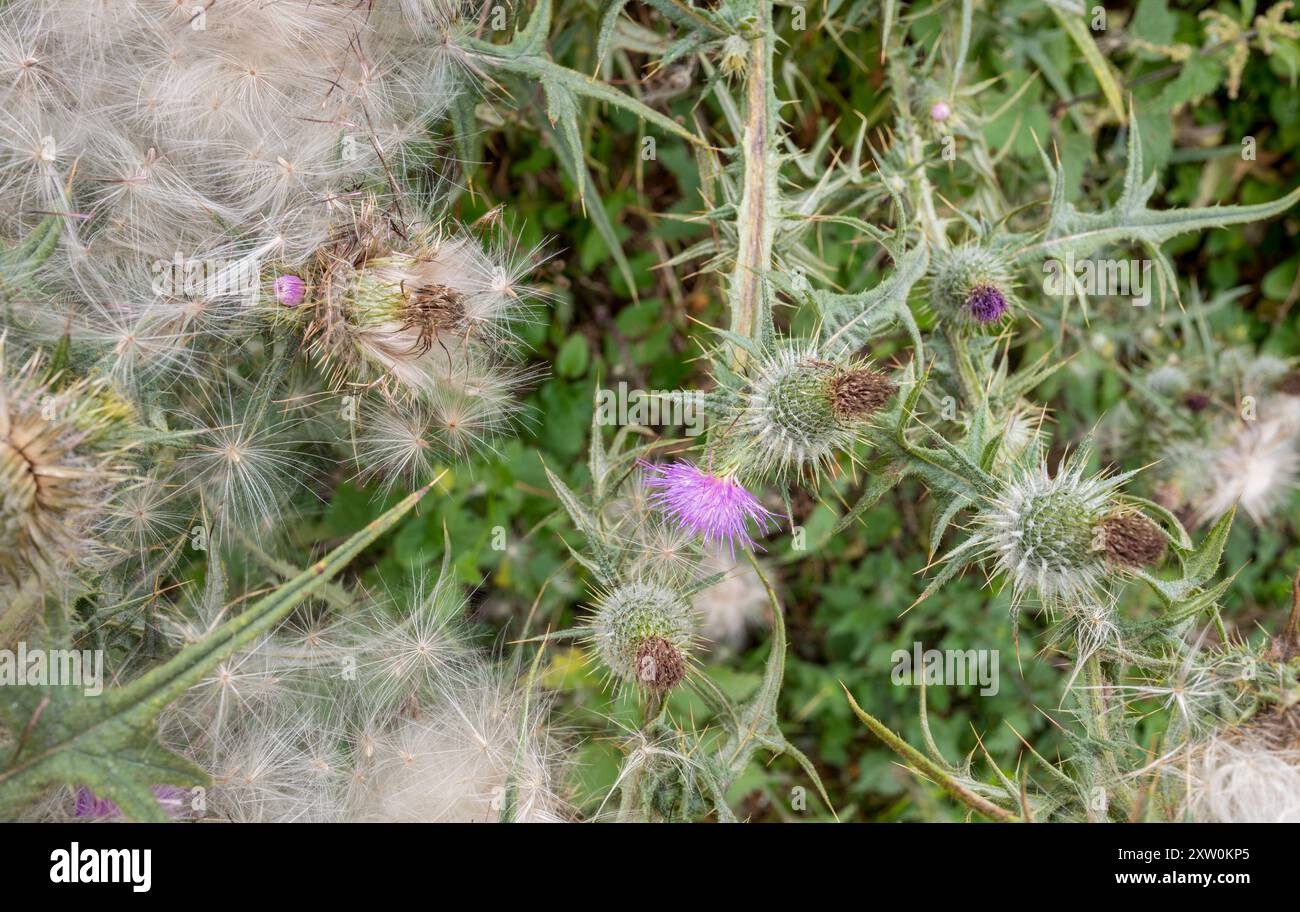 Il fiore e i semi pelosi di una pianta di Cardo. Foto Stock