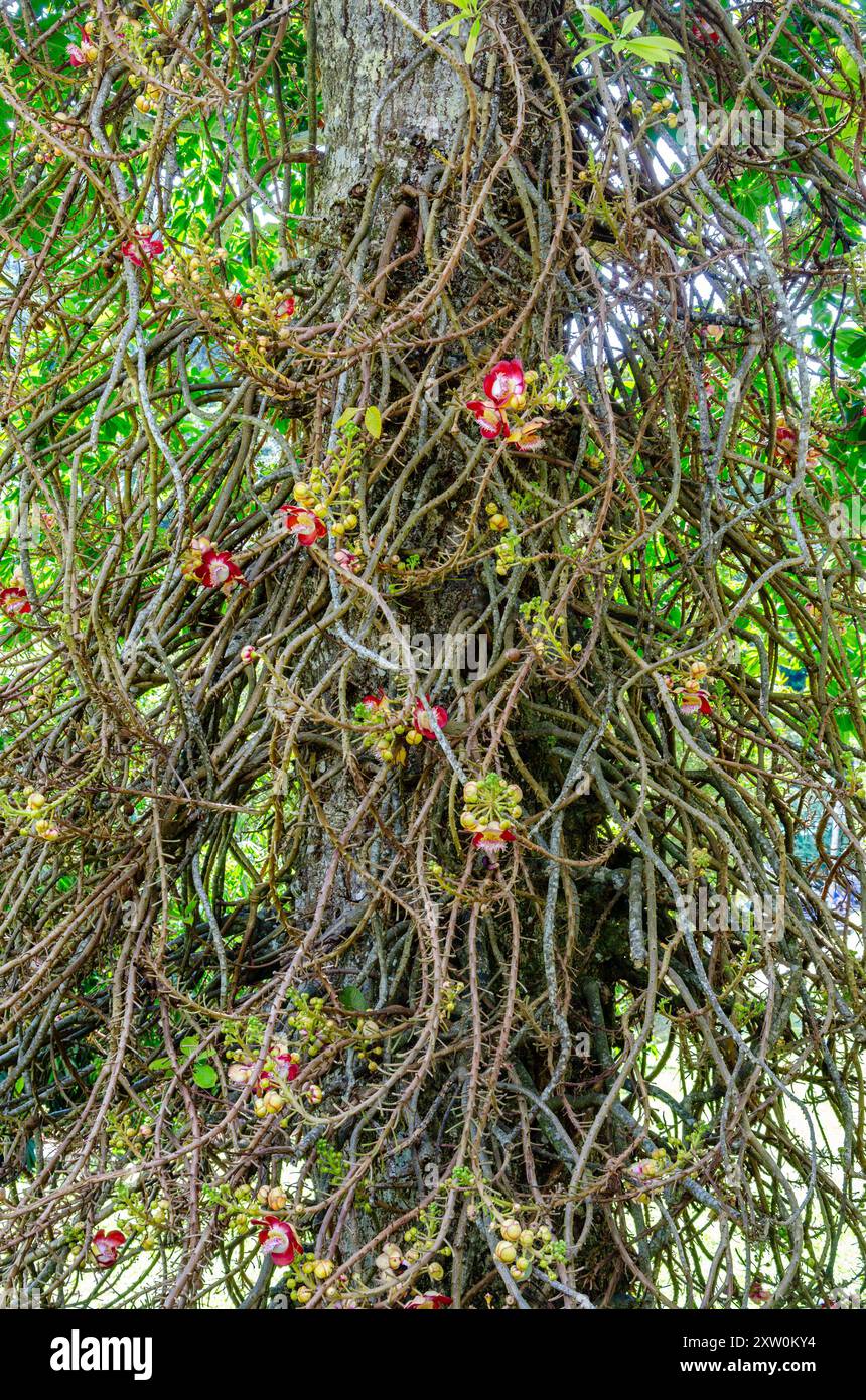 Vista ravvicinata di una Couroupita guianensis o albero di Cannonball in fiore presso i Giardini Botanici di Penang, Pulau Pinang, Malesia Foto Stock