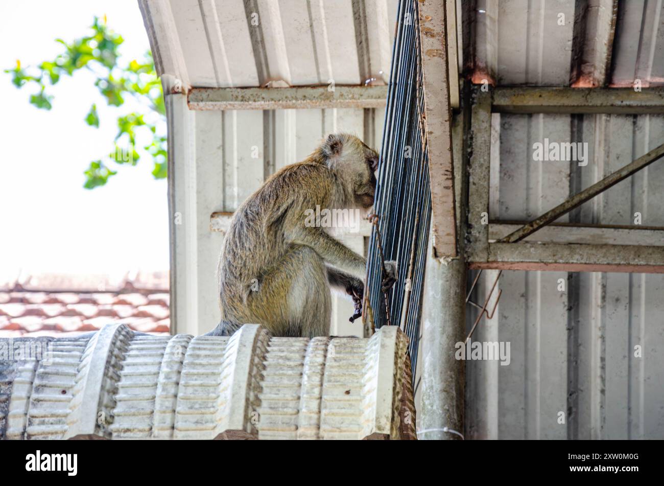 Una scimmia macaca siede sul tetto di un ristorante con il suo percorso bloccato, è una ringhiera che nega l'accesso al cibo rubato. George Town, Penang, Malesia. Foto Stock