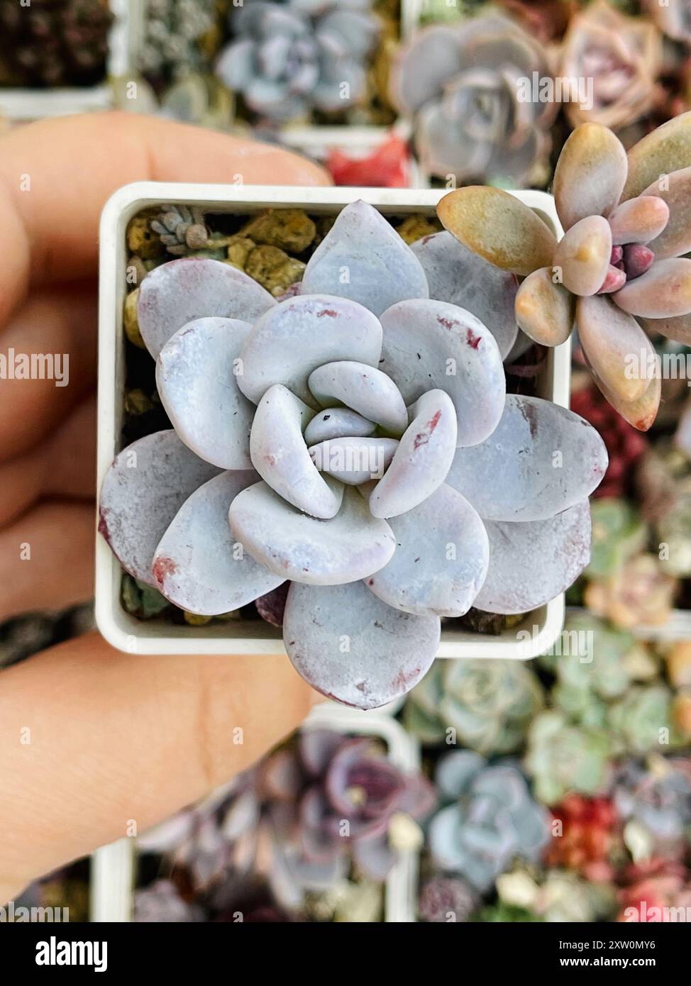 Rara Echeveria Powder Puff pianta succulenta primo piano. Rosetta in vaso, vista dall'alto Foto Stock