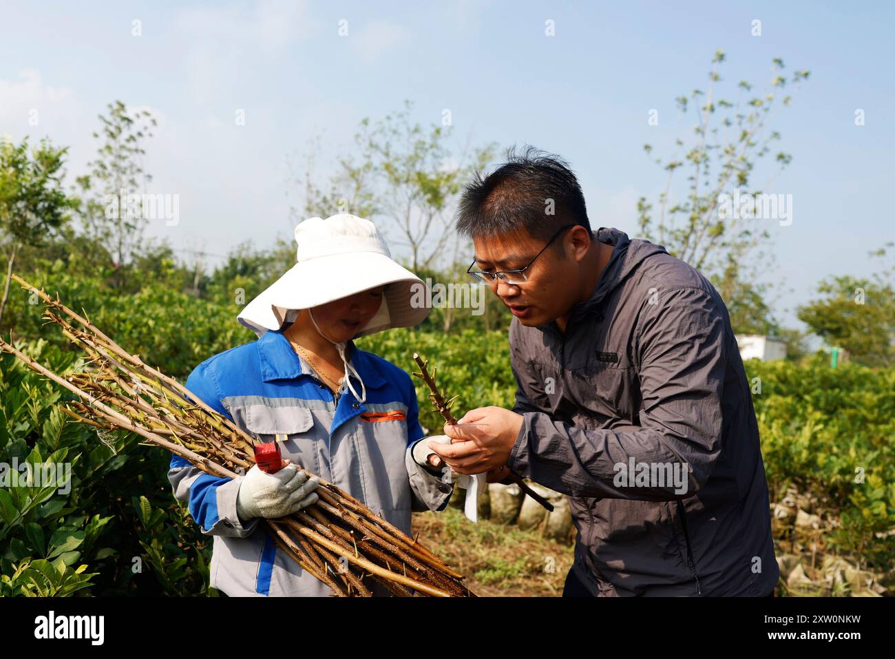 SUQIAN, CINA - 17 AGOSTO 2024 - Un operaio specializzato sta innestando piantine di frutta presso la base di allevamento di piantine di frutta Bigen a Suqian, provincia di Jiangsu, Foto Stock