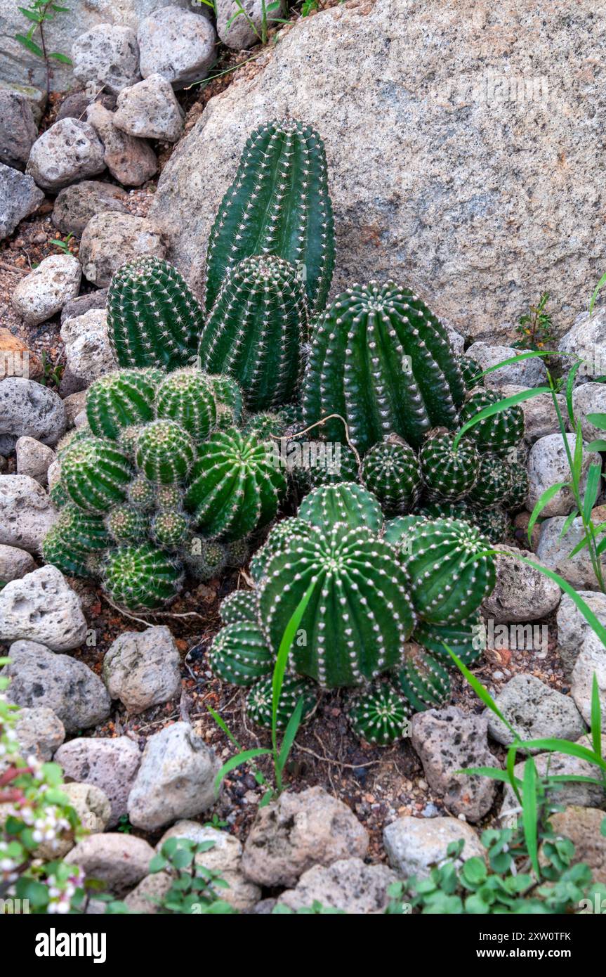 Singapore, Echinopsis oxygona o cactus di giglio pasquale nel giardino dei cactus Foto Stock