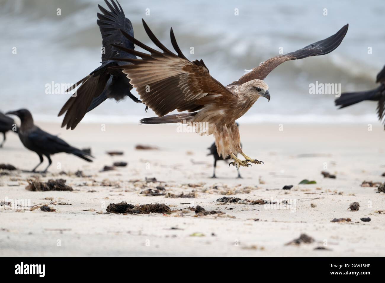 Brahminy kite (Haliastur indus) o immagine di volo di aquila di mare con il dorso rosso, Thottappally Beach, Alapuzha, Kerala Foto Stock Brahminy kite (Haliastur indus) o immagine di volo di aquila di mare con il dorso rosso, Thottappally Beach, Alapuzha, Kerala Foto Stock