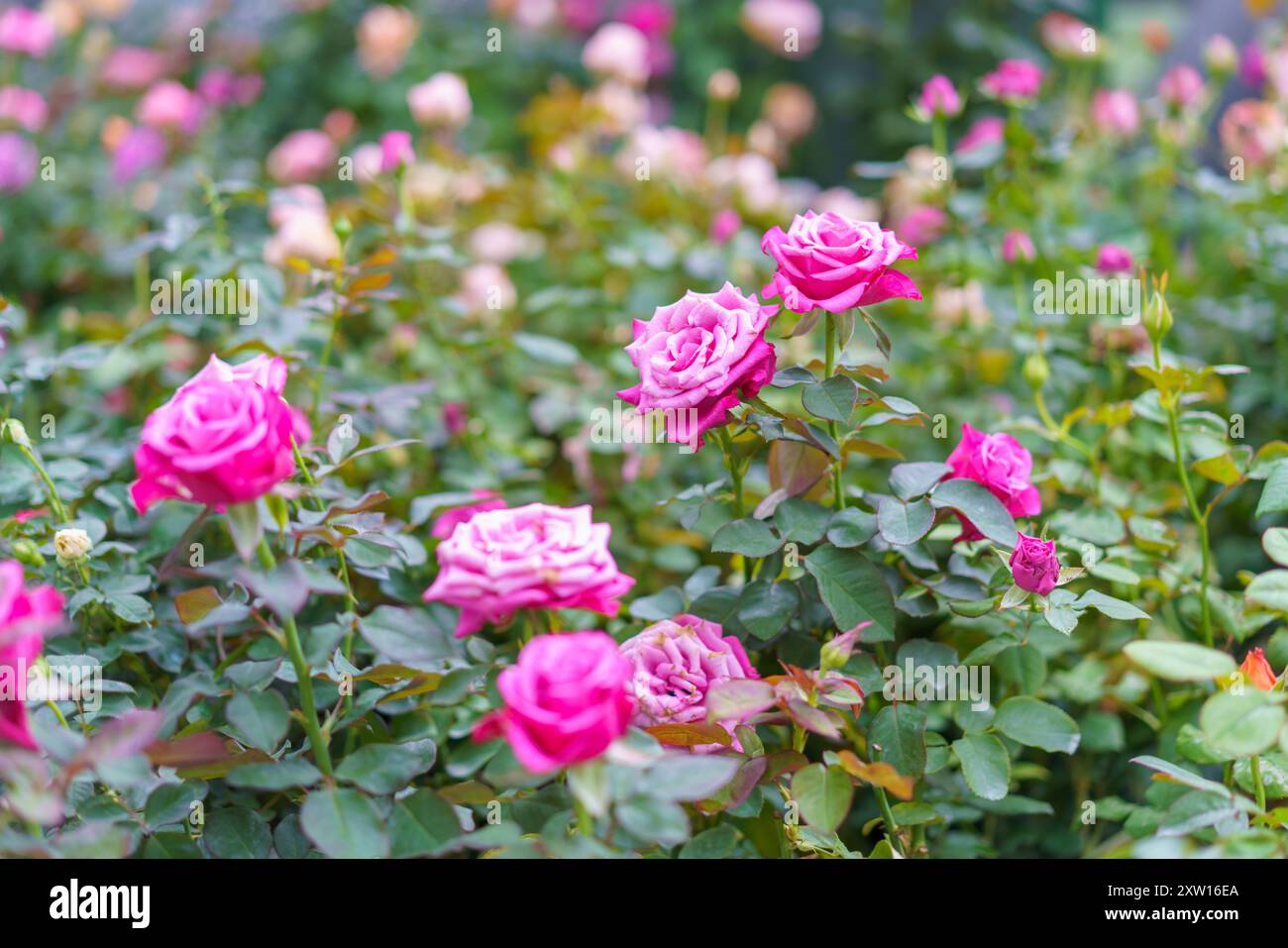 Un giardino pieno di vivaci rose rosa in piena fioritura. L'immagine cattura l'essenza di un fiorente giardino di rose Foto Stock