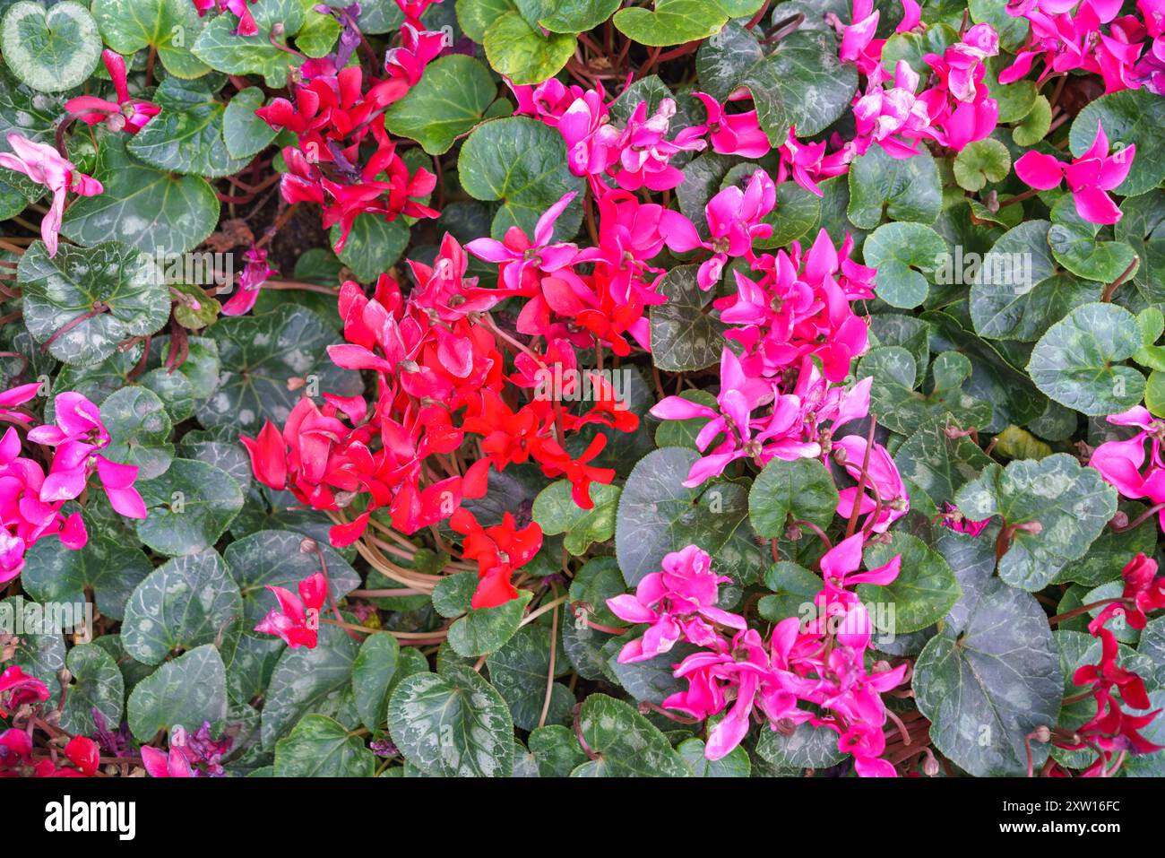 Splendido gruppo di fiori ciclamini in piena fioritura. L'immagine è dominata da magenta brillante e fiori rossi Foto Stock