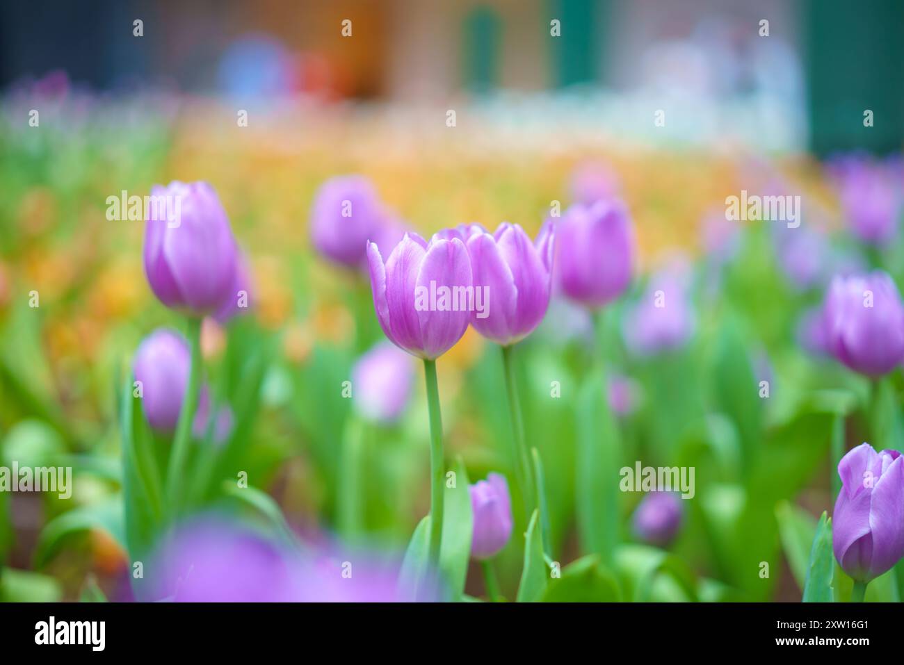 Diversi tipi e colori di fiori di tulipano nel giardino mescolati in un colorato sfondo di fiori di tulipani nel giardino Foto Stock