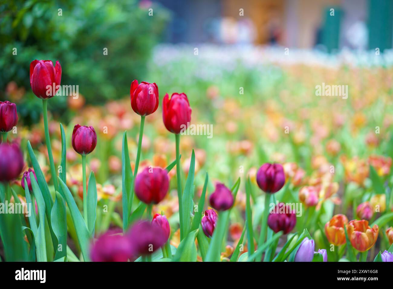 Diversi tipi e colori di fiori di tulipano nel giardino mescolati in un colorato sfondo di fiori di tulipani nel giardino Foto Stock