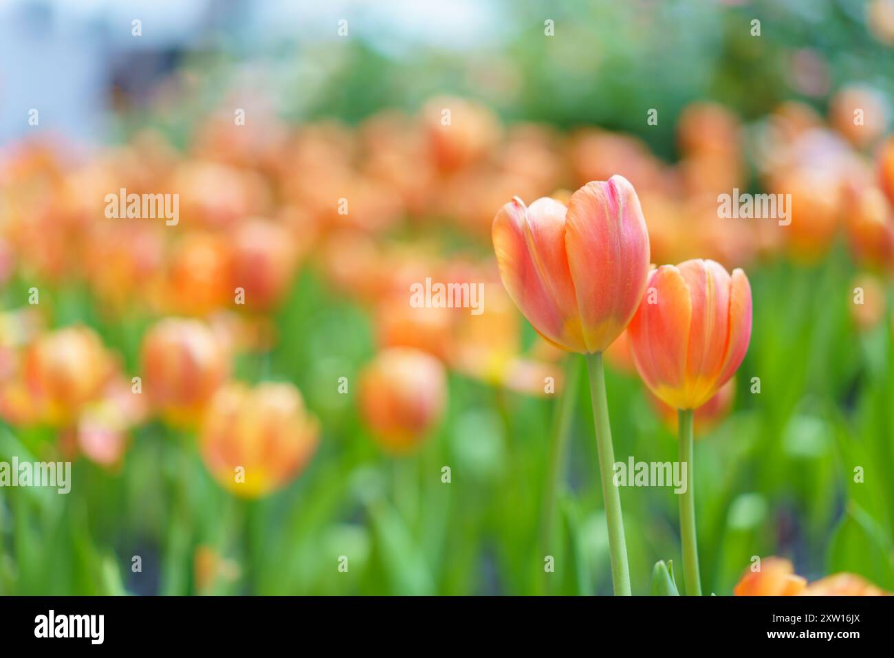 Diversi tipi e colori di fiori di tulipano nel giardino mescolati in un colorato sfondo di fiori di tulipani nel giardino Foto Stock