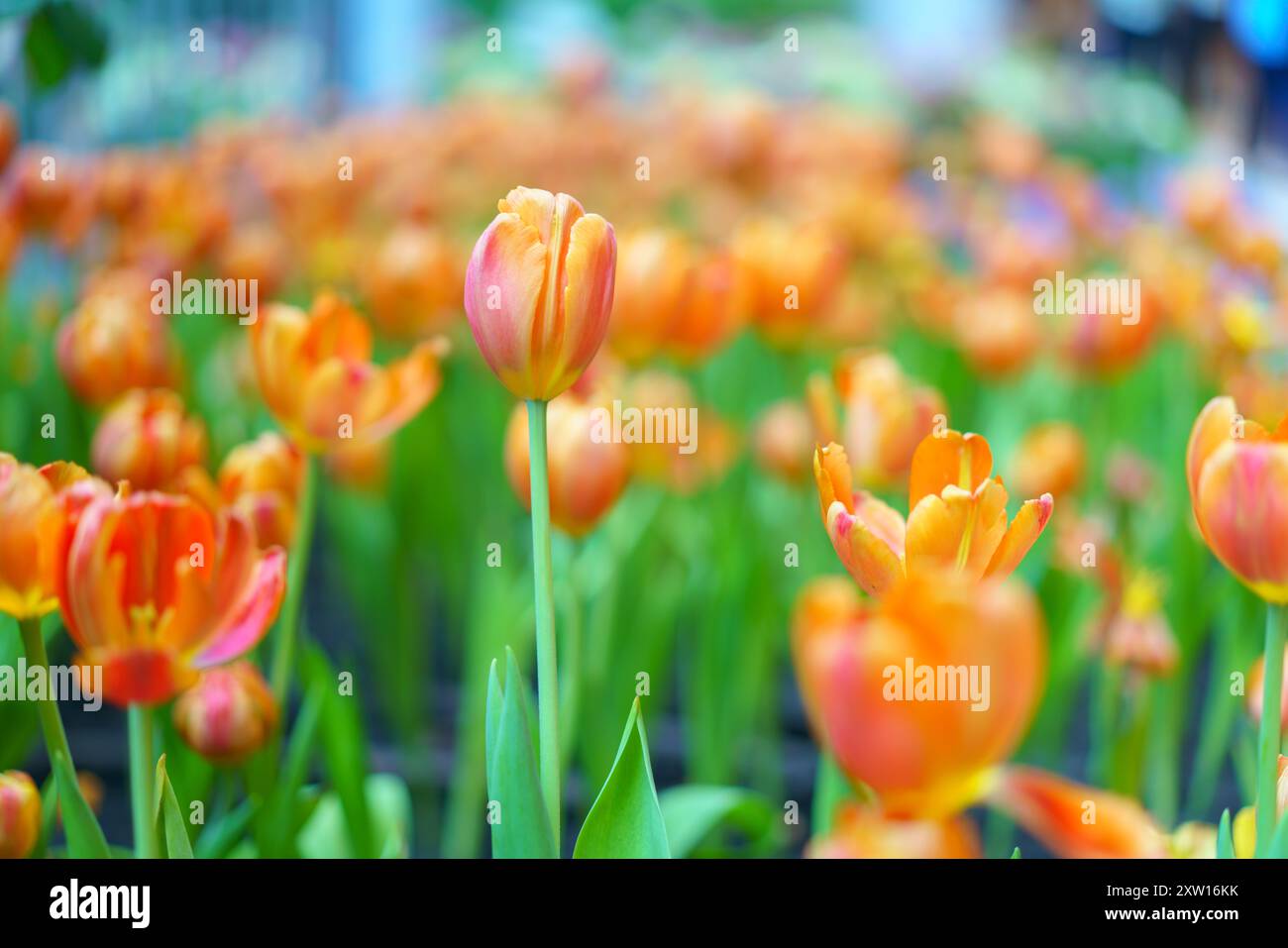 Diversi tipi e colori di fiori di tulipano nel giardino mescolati in un colorato sfondo di fiori di tulipani nel giardino Foto Stock