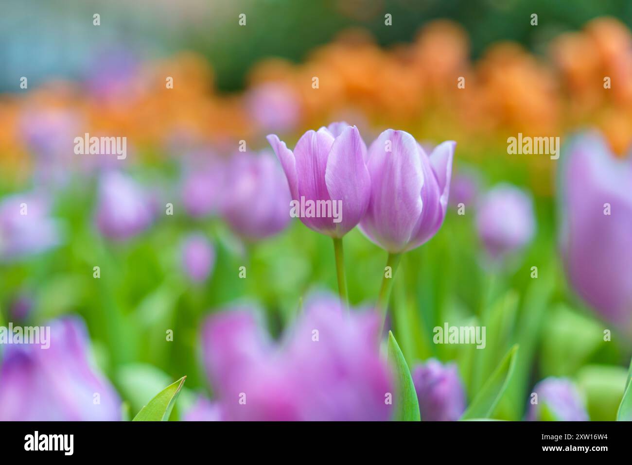 Diversi tipi e colori di fiori di tulipano nel giardino mescolati in un colorato sfondo di fiori di tulipani nel giardino Foto Stock