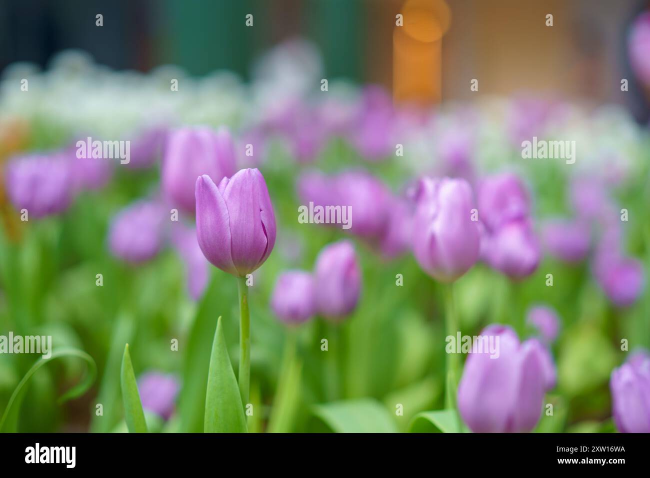 Diversi tipi e colori di fiori di tulipano nel giardino mescolati in un colorato sfondo di fiori di tulipani nel giardino Foto Stock