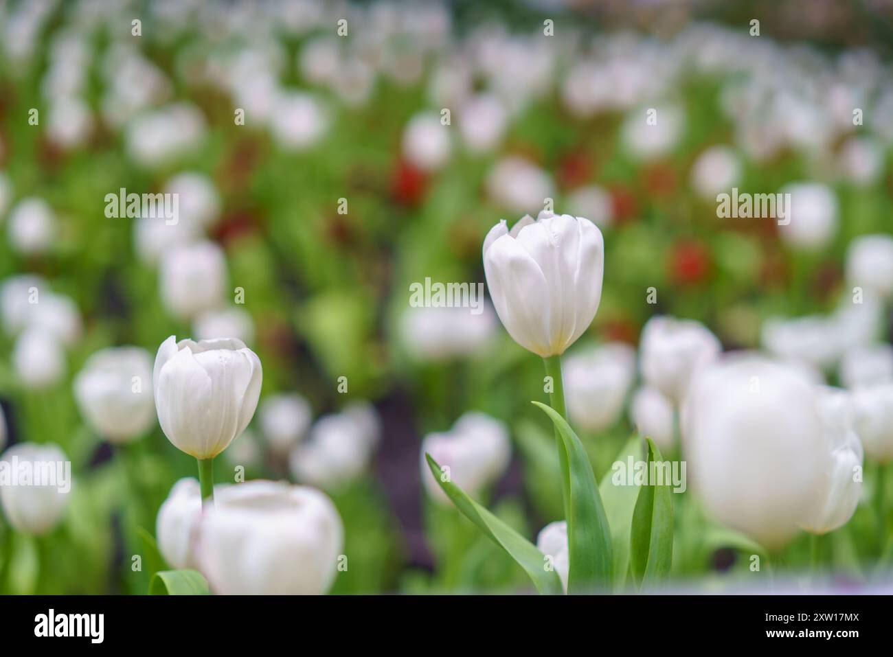 Diversi tipi e colori di fiori di tulipano nel giardino mescolati in un colorato sfondo di fiori di tulipani nel giardino Foto Stock