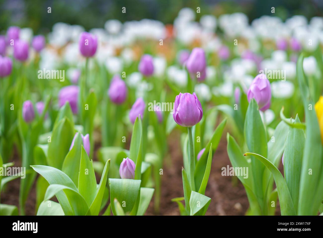 Diversi tipi e colori di fiori di tulipano nel giardino mescolati in un colorato sfondo di fiori di tulipani nel giardino Foto Stock
