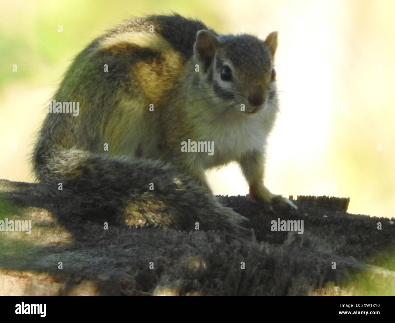 Scoiattolo a strisce (Paraxerus flavovittis) Mammalia Foto Stock