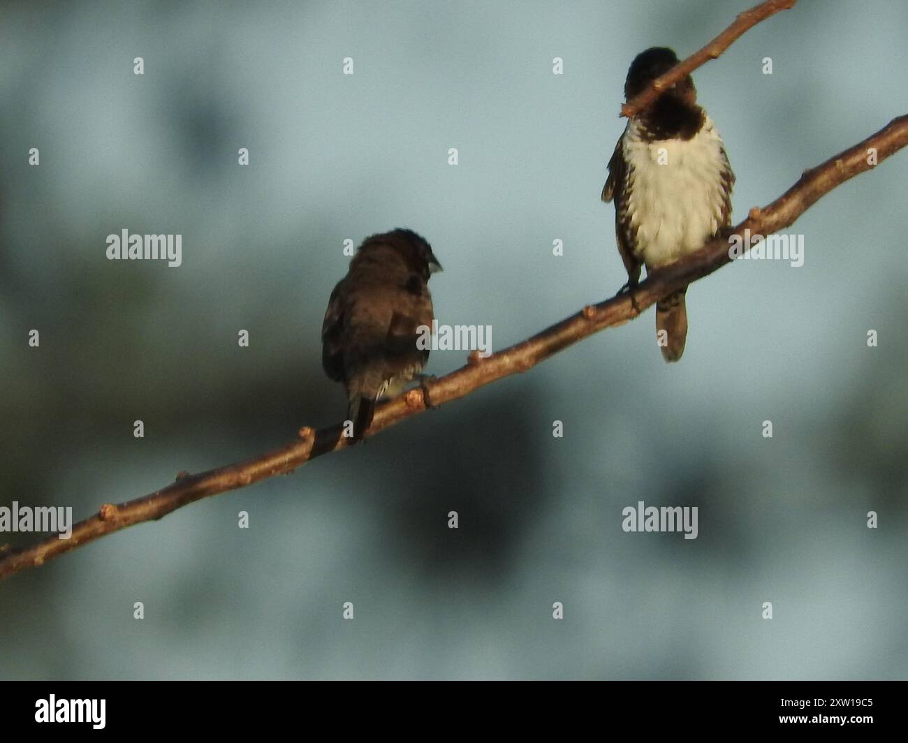 Bronze Mannikin (Spermestes cucucullata) Aves Foto Stock