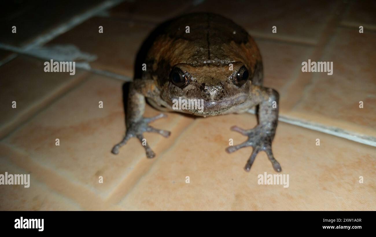 Rana dipinta asiatica (Kaloula pulchra) Amphibia Foto Stock