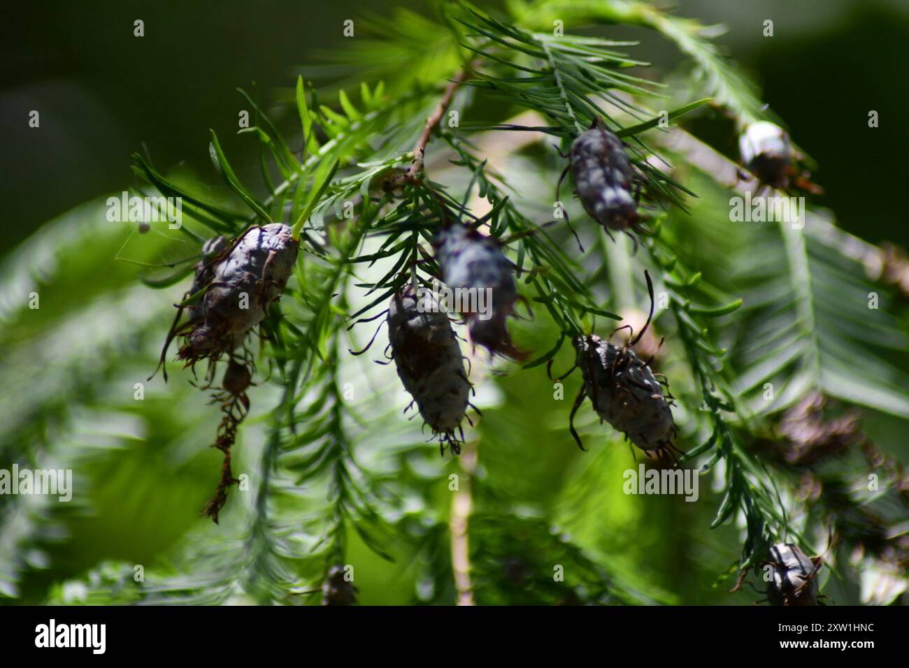 Cypress Twig Gall Midge (Taxodiomyia cupressiananassa) Insecta Foto Stock