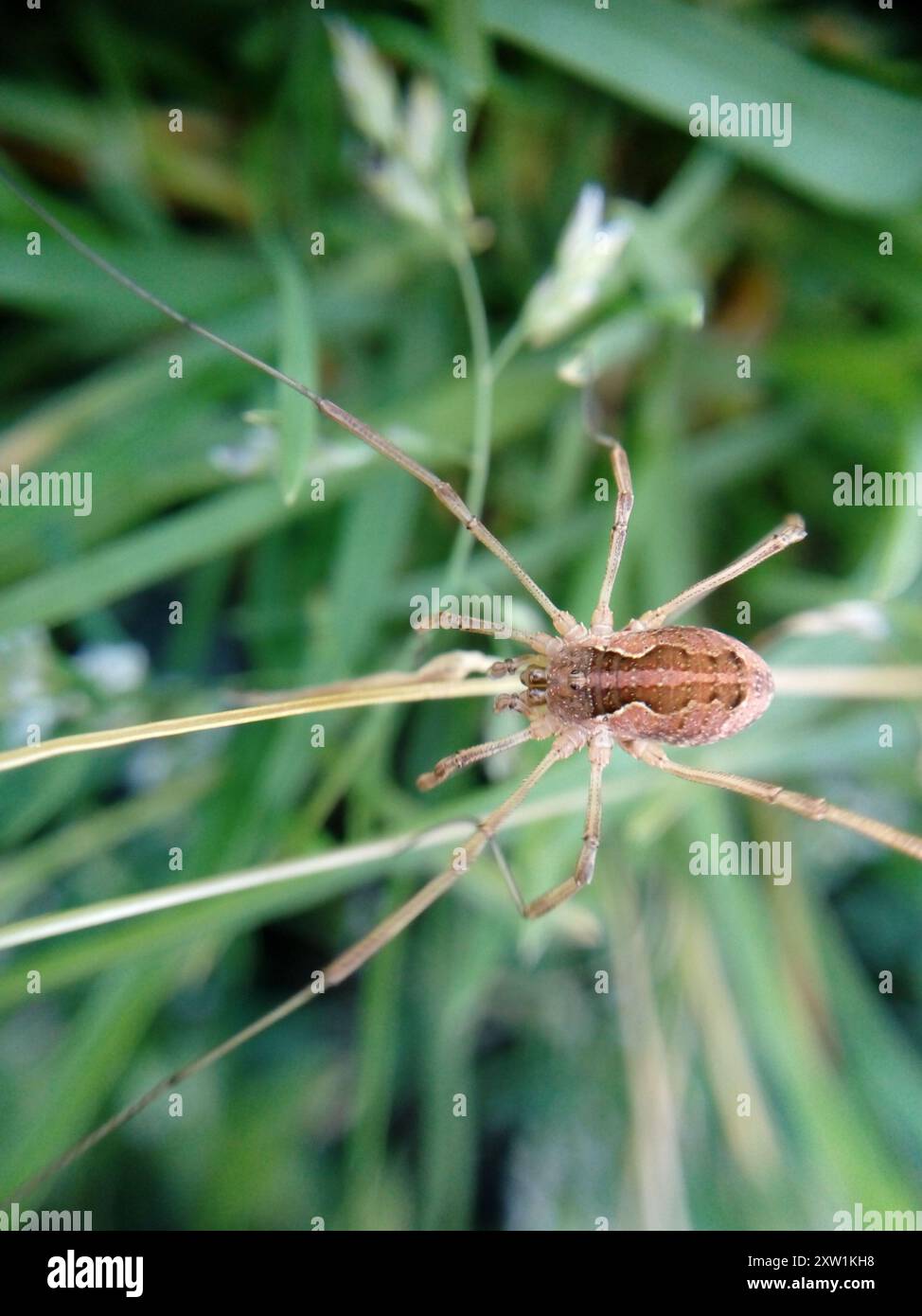 Saddleback Harvestman (Mitopus morio) Arachnida Foto Stock