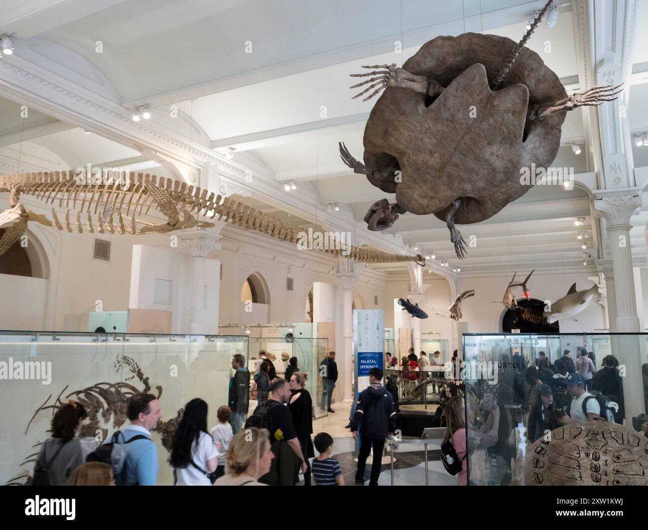 Sceletons di vari mammiferi esposti all'American Museum of Natural History (AMNH) di New York. Foto Stock