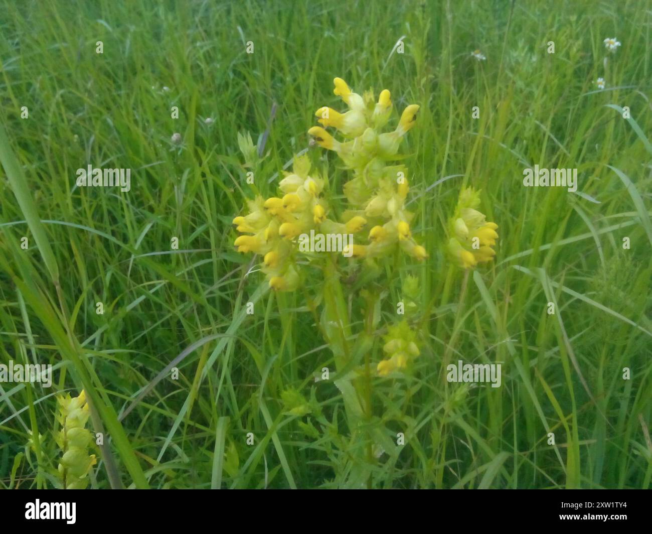 (Rhinanthus serotinus aestivalis) Plantae Foto Stock