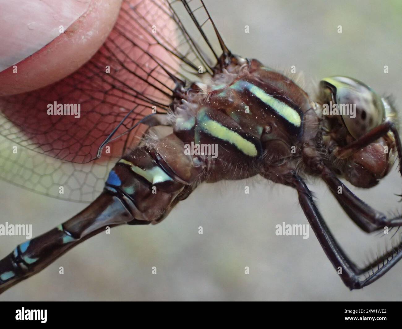 Shadow Darner (Aeshna umbrosa) Insecta Foto Stock