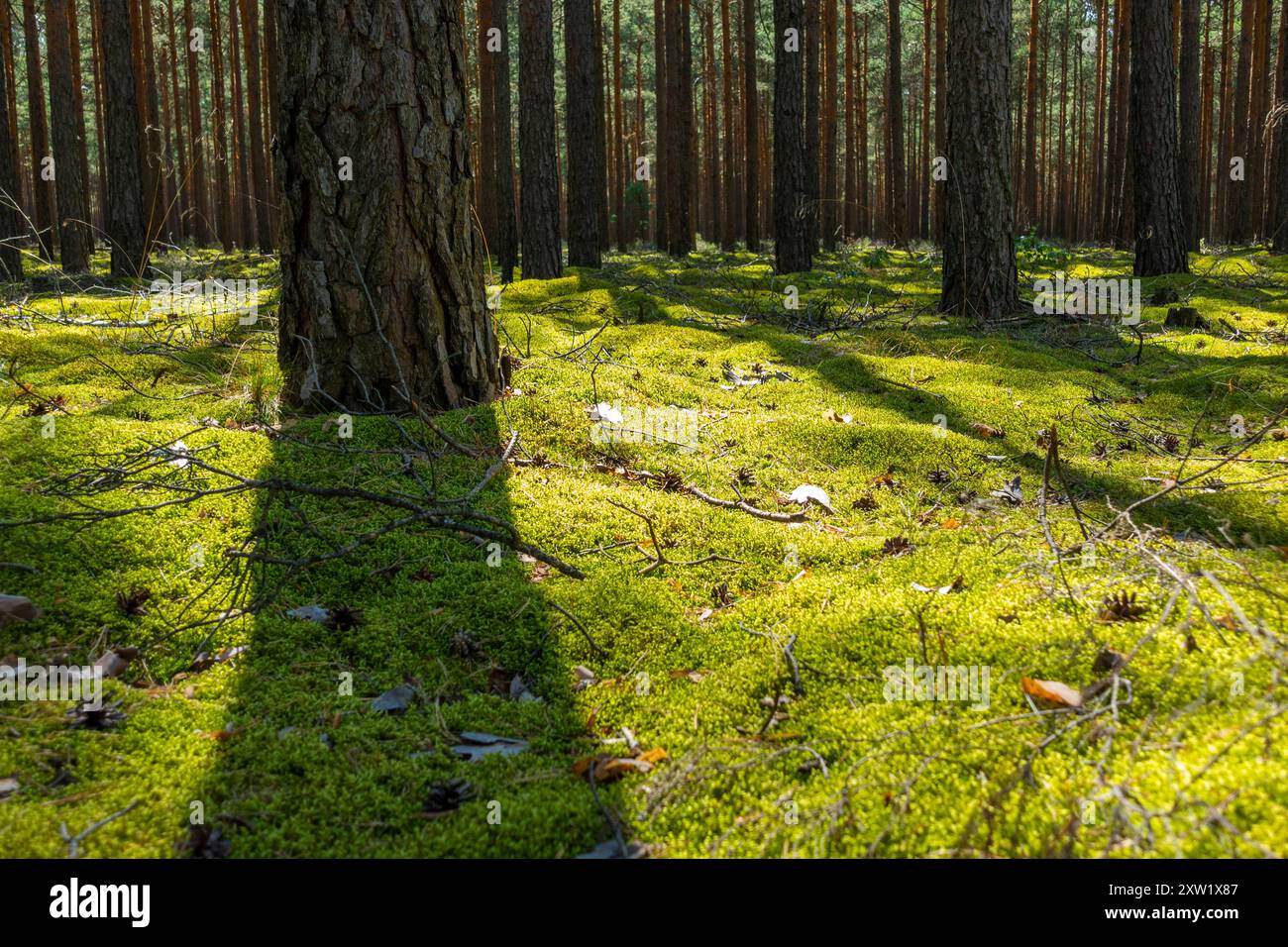 MIT Moos bedeckter Waldboden bei Baruth/Mark Landkreis Teltow-Fläming. *** Pavimento della foresta coperto di muschio vicino a Baruth Mark Landkreis Teltow Fläming Foto Stock