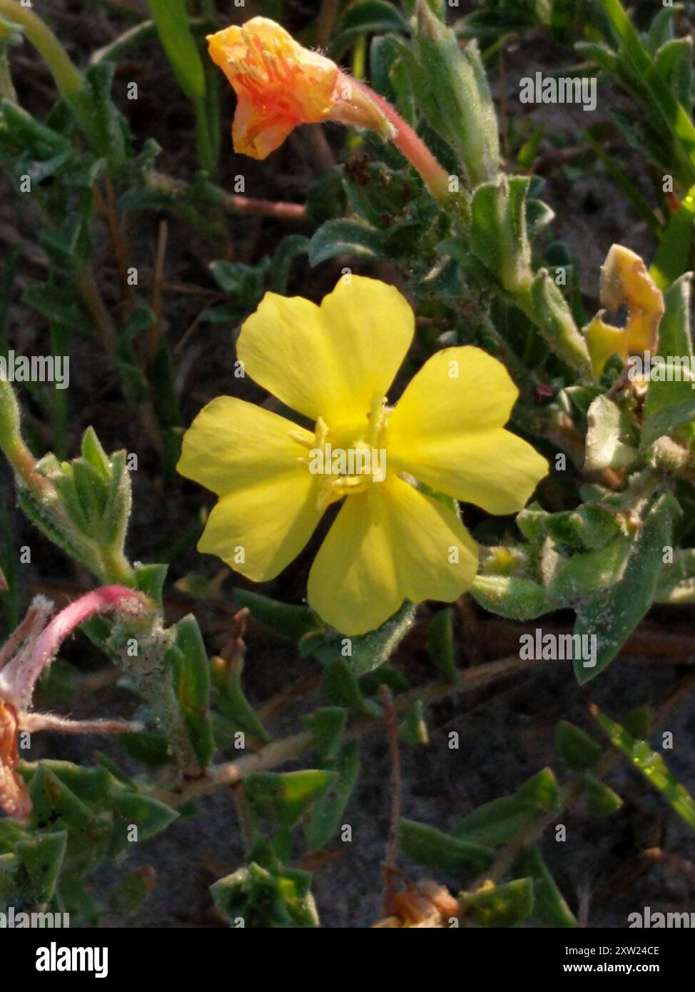 spiaggia serale - Primula (Oenothera drummondii) Plantae Foto Stock