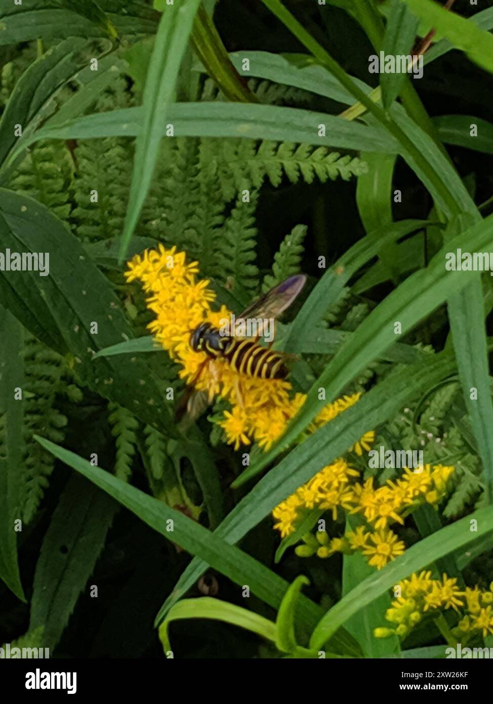 Eastern Hornet Fly (Spilomyia longicornis) Insecta Foto Stock