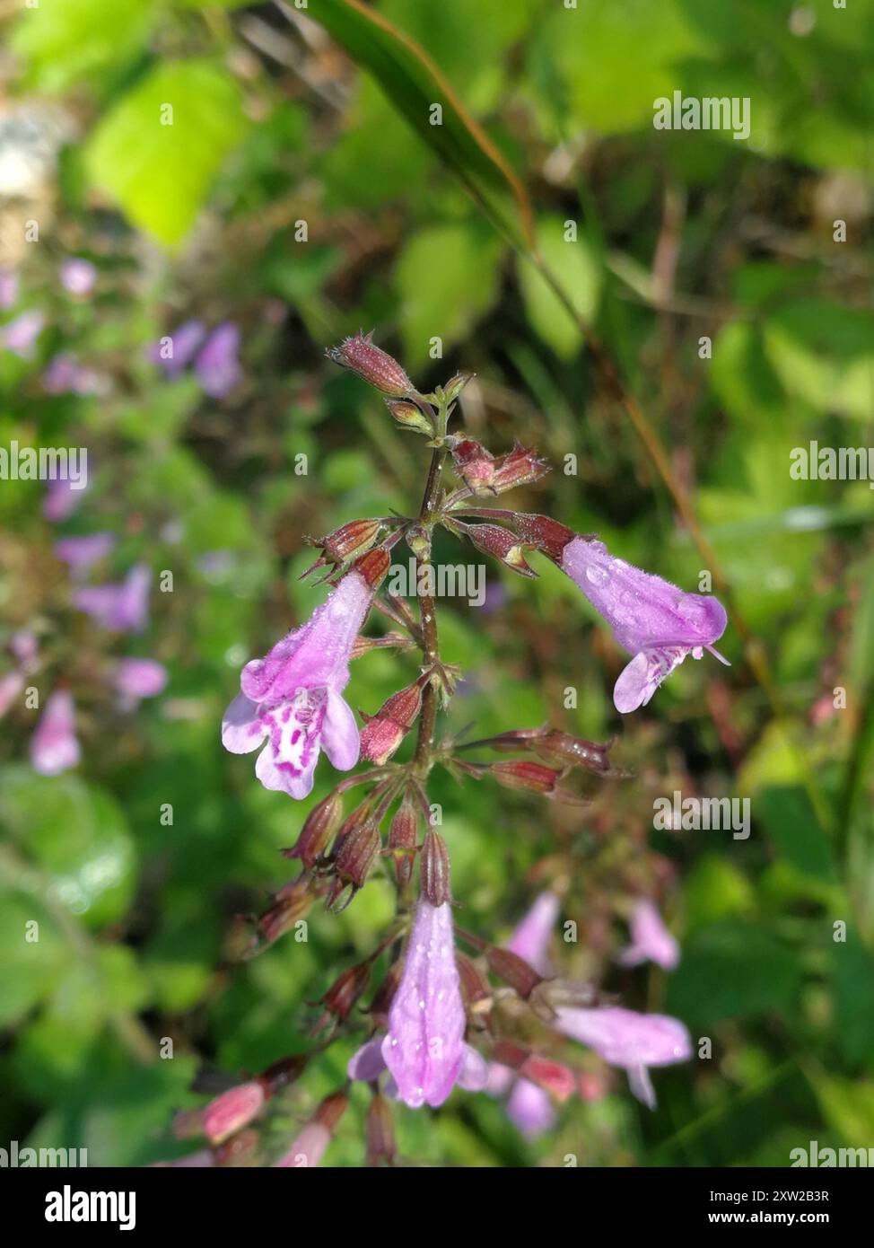 Calamint minore (Clinopodium nepeta) Plantae Foto Stock