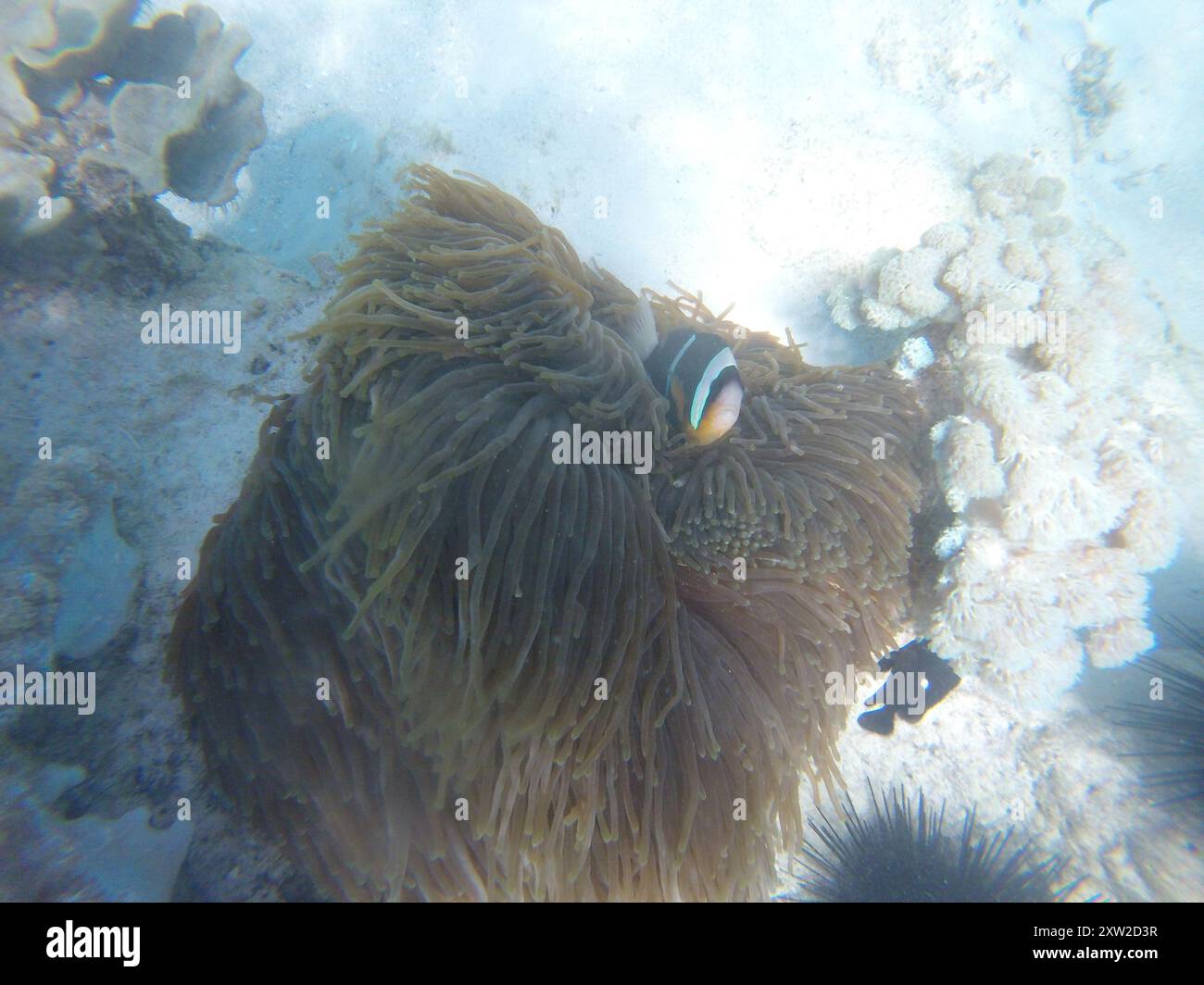 Anemonefish di Allard (Amphiprion allardi) Actinopterygii Foto Stock